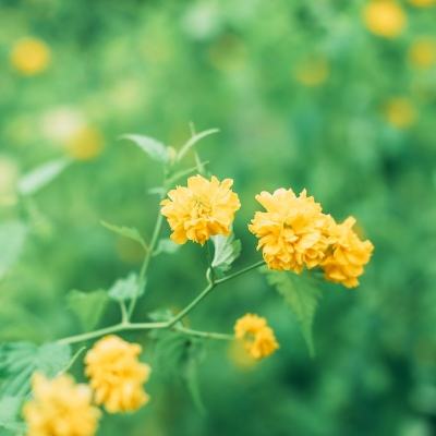 洪荒仙迹vivo版本下载